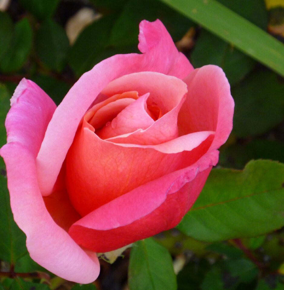 Bud floral blossom