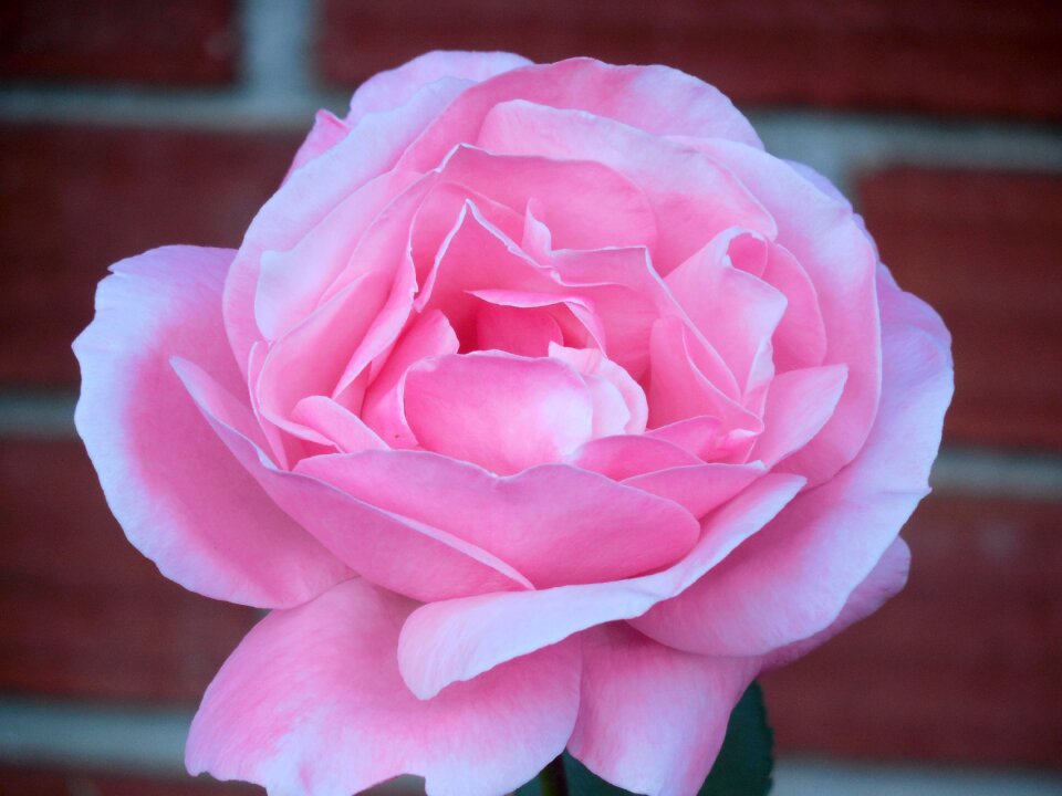 Bloom blossom floral
