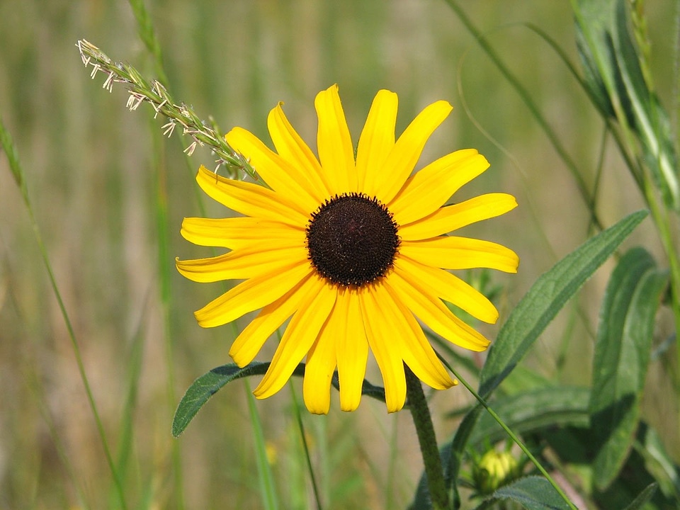 Rudbeckia hirta brown-eyed susan brown betty