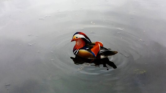 Color swim nature