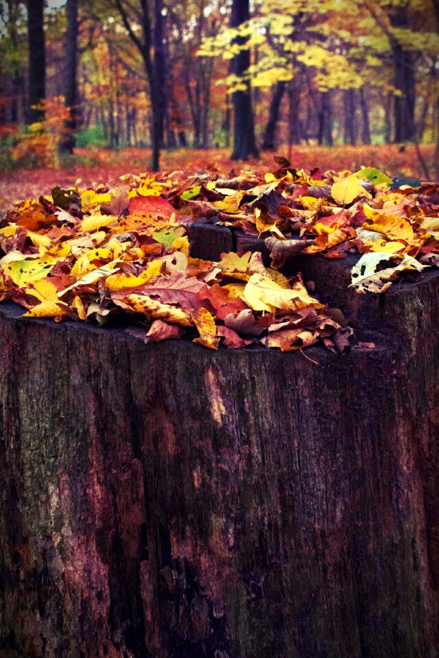 Nature tree sawed off