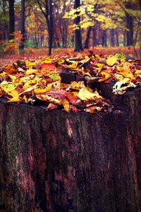 Nature tree sawed off