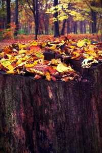 Nature tree sawed off photo