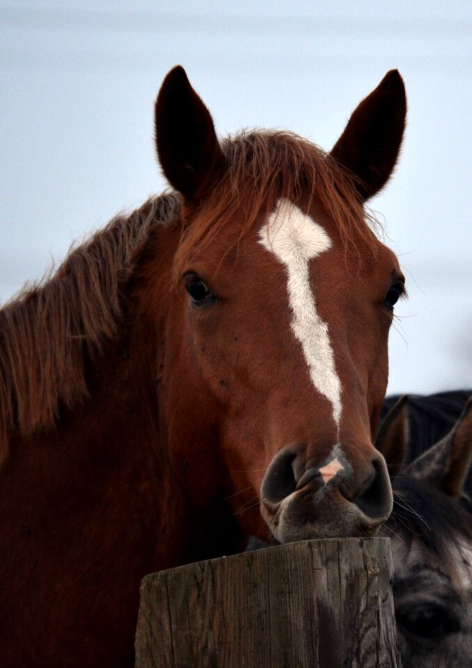 Animal pferdeportrait horse head