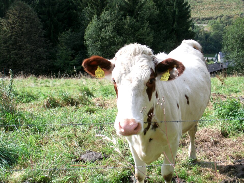 Grass meadow animal
