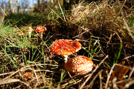 Mushrooms forest poisoning photo
