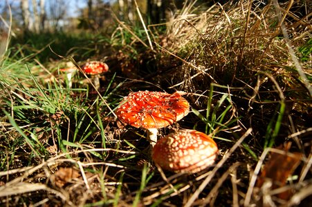 Mushrooms forest poisoning