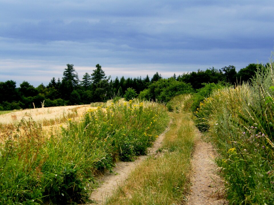 Nature walk summer