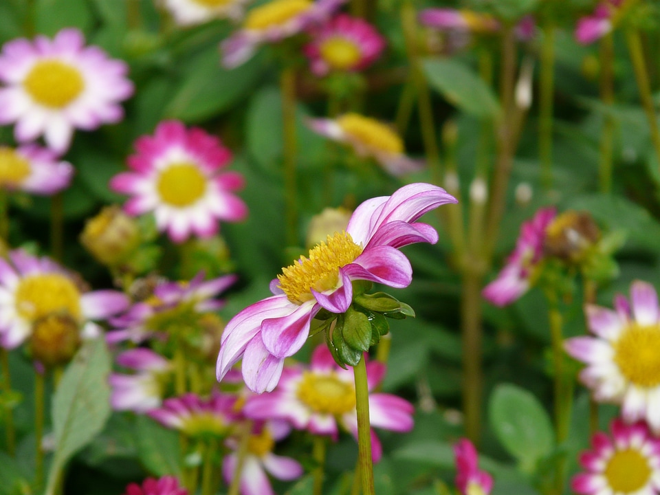 Yellow flower blossom
