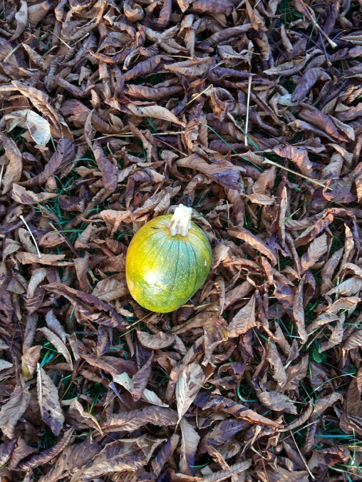 Squash leaves pumpkin