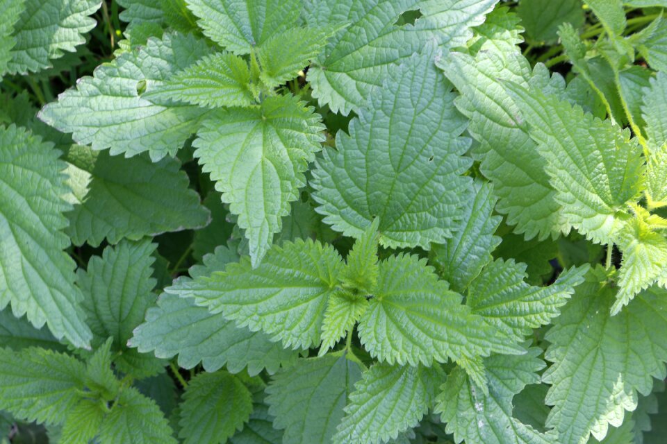 Plant green herbal