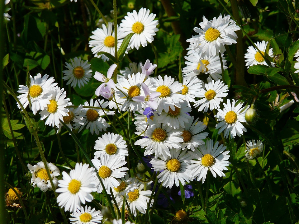 Wildflowers spring white photo