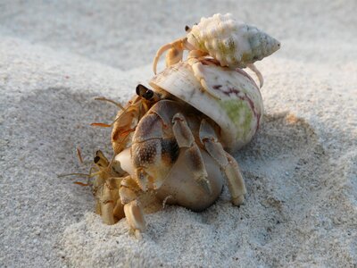 Sea tropical crab photo