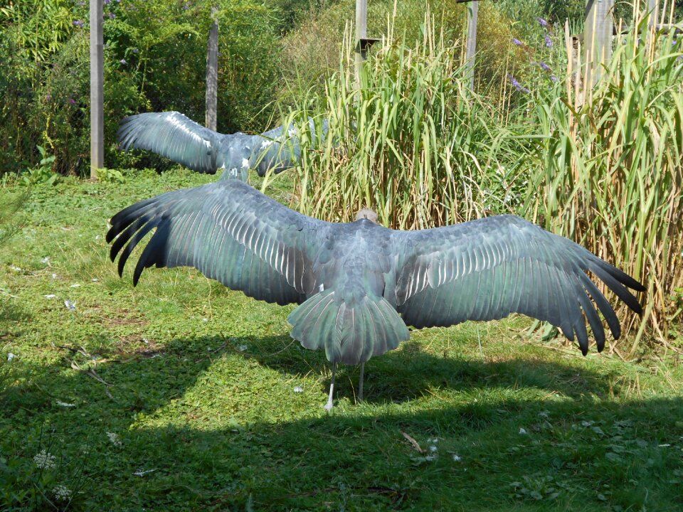 Vulture grey sunbathing
