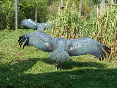 Vulture grey sunbathing