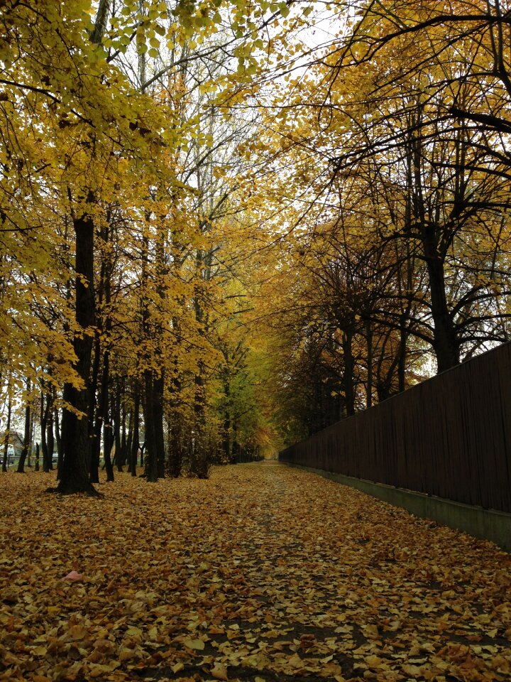 Autumn foliage nature