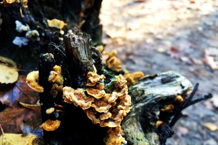 Mushroom nature mushrooms