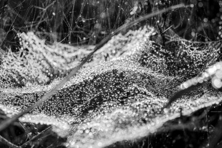 Nature spider web with water beads spider webs