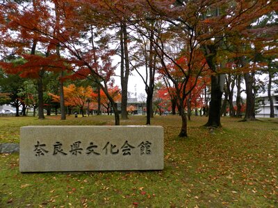 Asia nature fall