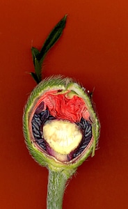 Nature flower plant
