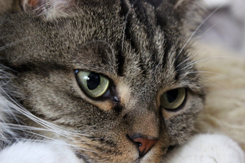 Cat's eyes mieze lying