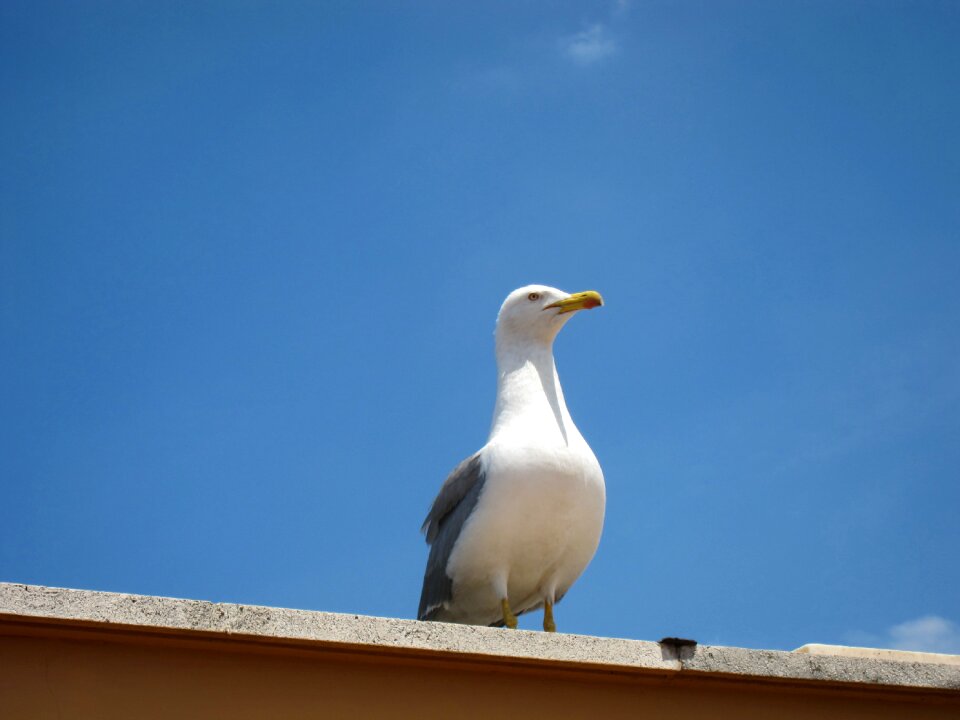 Seagull bird beak