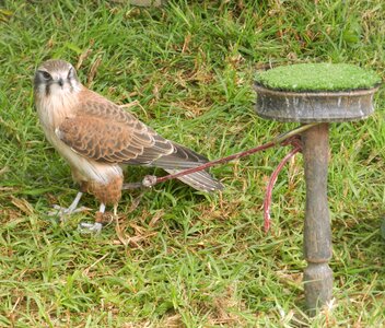 Grass bird flight