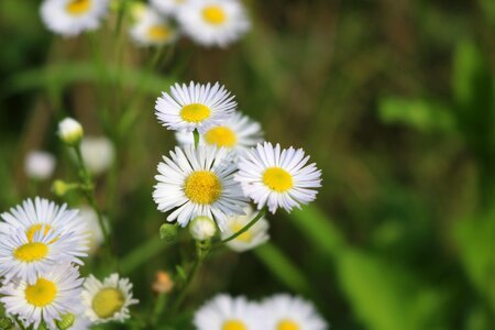 Nature daisies meadow margerite photo