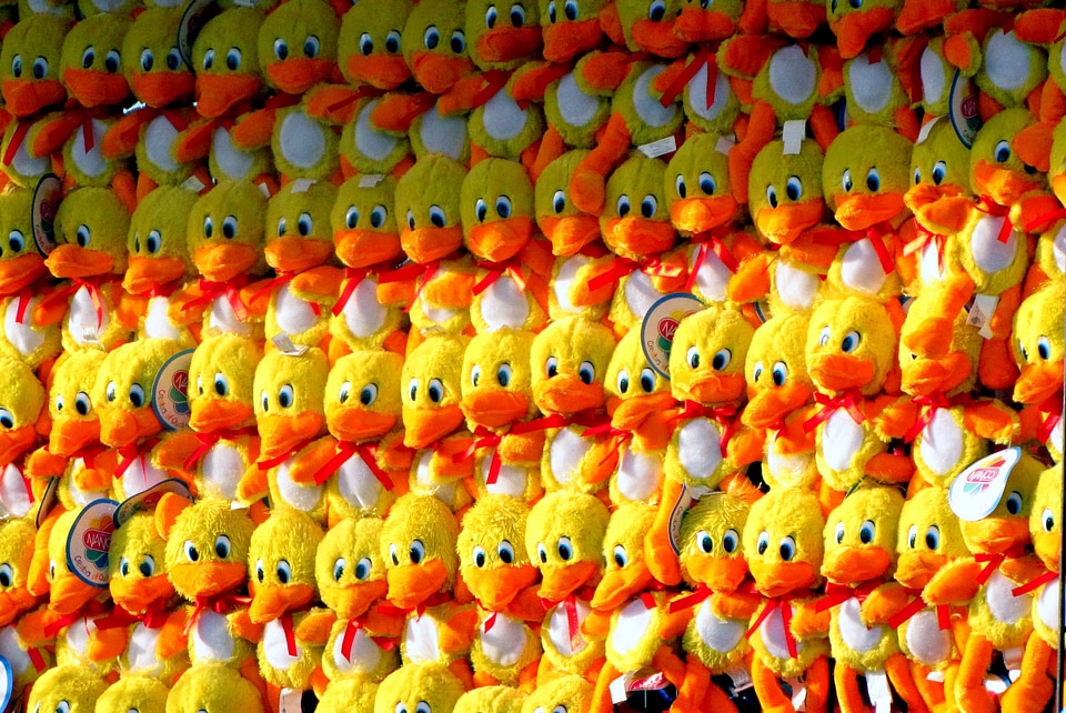 Birds yellow orange
