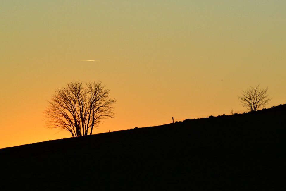 Backlighting tree idyllic