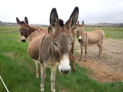 Donkeys pre field