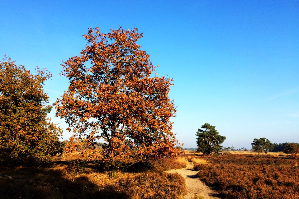 Nature landscape tree