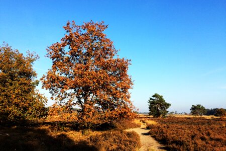 Nature landscape tree photo