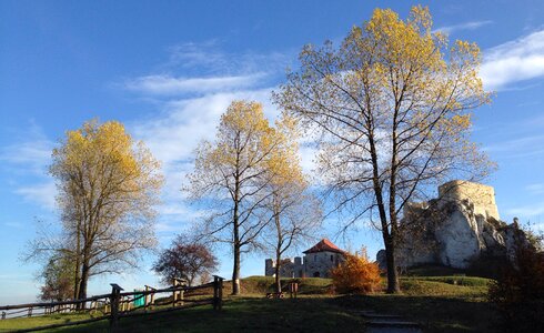 Landscape tree autumn