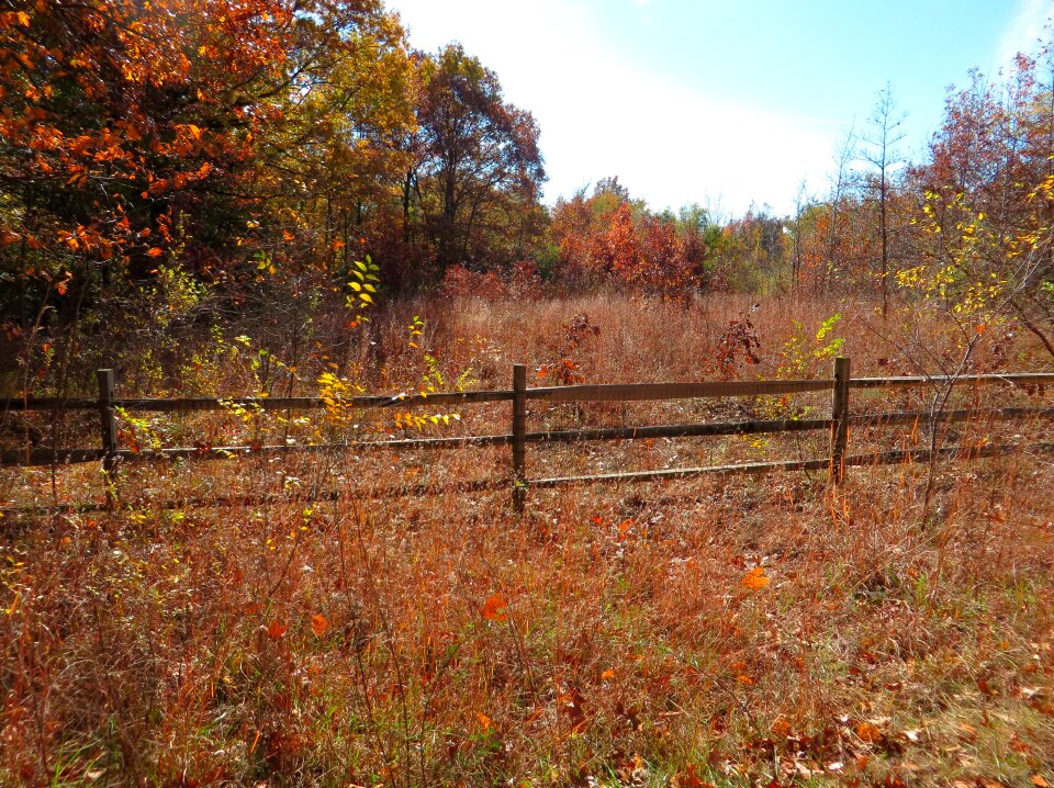 Season nature leaves photo