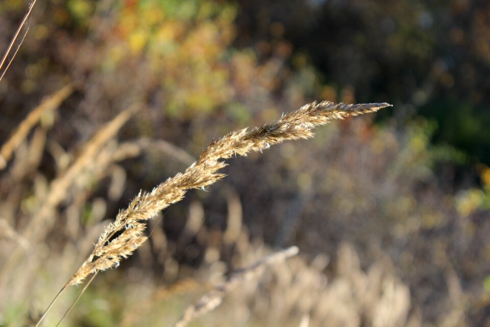 Close up autumn plant