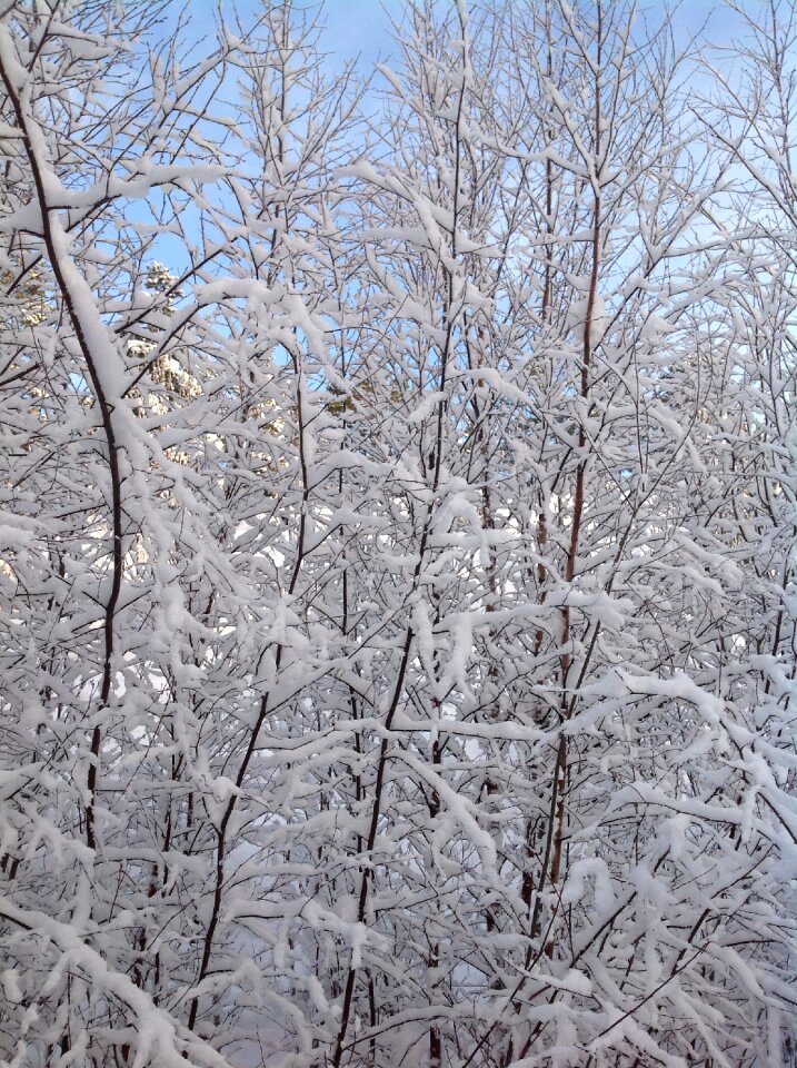 Branches winter snowy