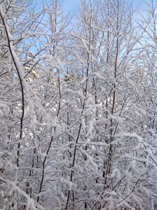 Branches winter snowy photo