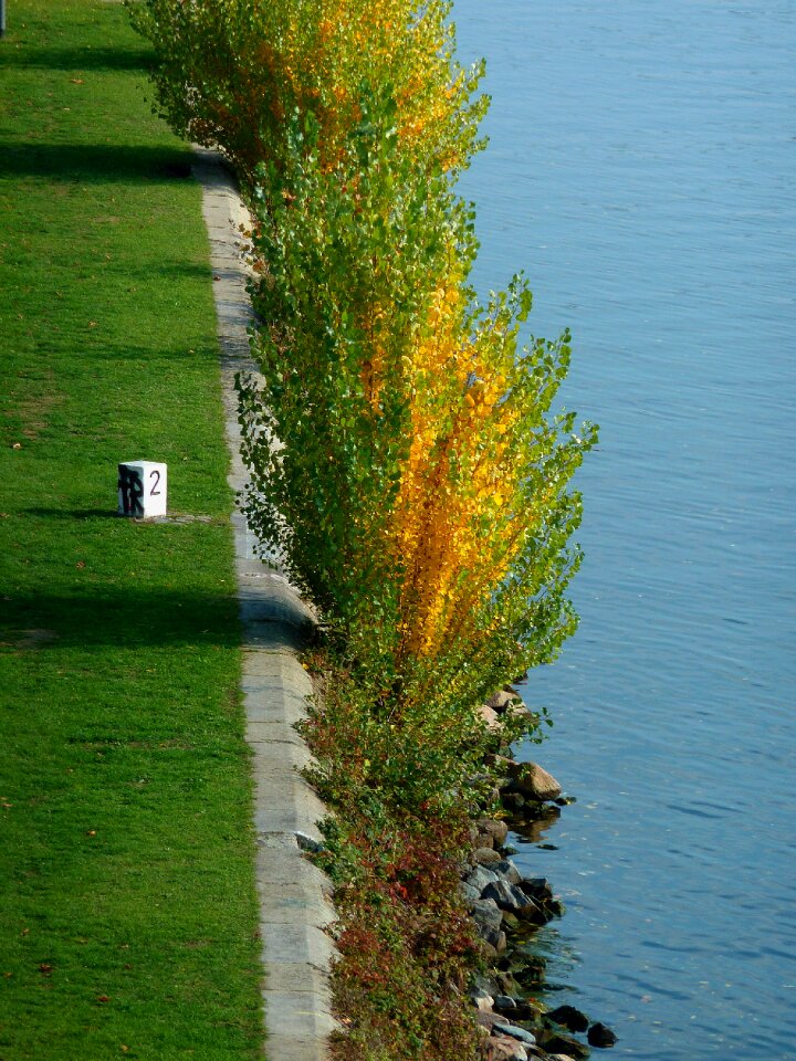 Leaves colorful color