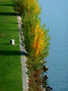 Leaves colorful color