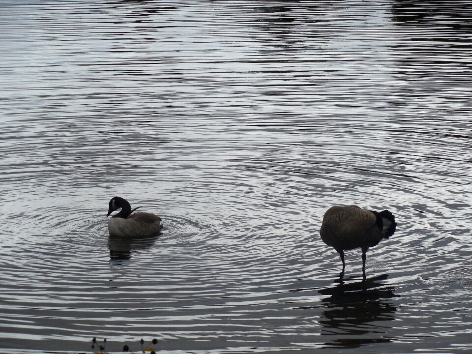 Nature goose landscape