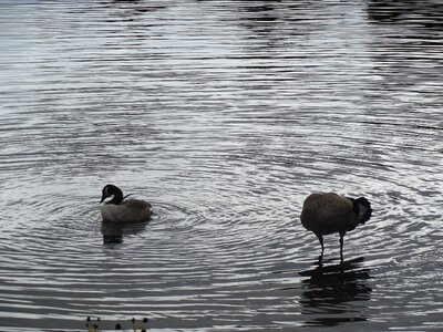 Nature goose landscape