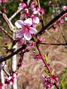 Flowers nature spring photo