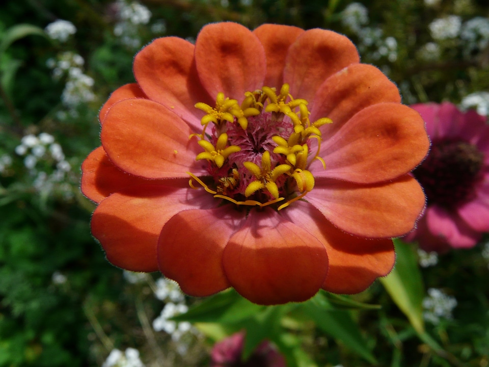 Colorful flower red