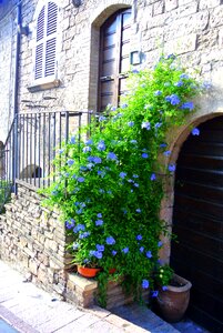 Country plant assisi