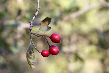 Autumn rd berries three