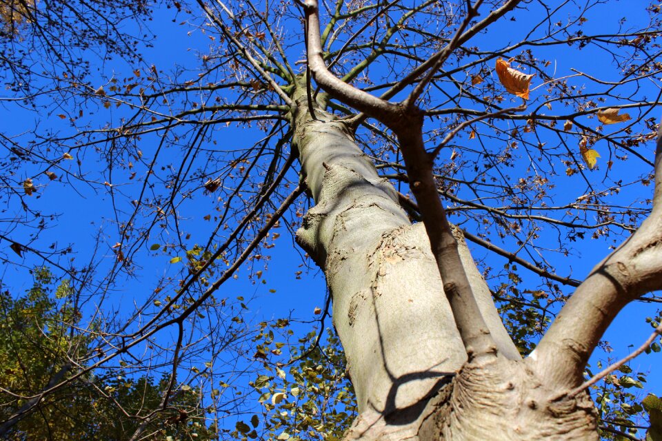 Tree in the fall mood blue sky