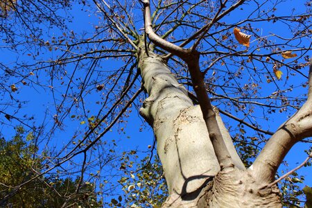 Tree in the fall mood blue sky