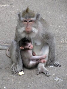 Primates ape families photo