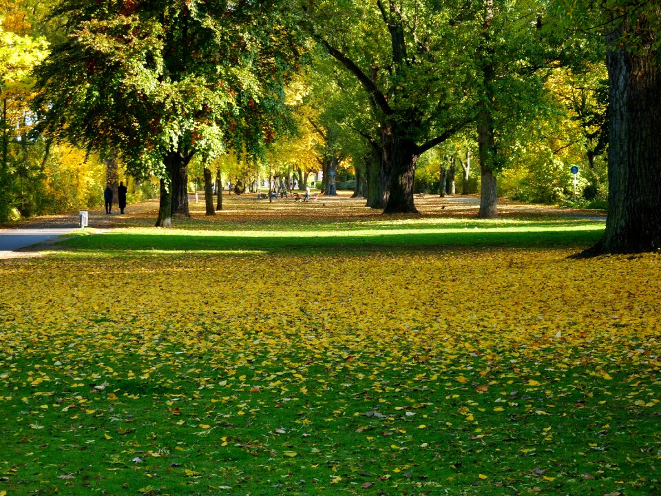 Leaves colorful color
